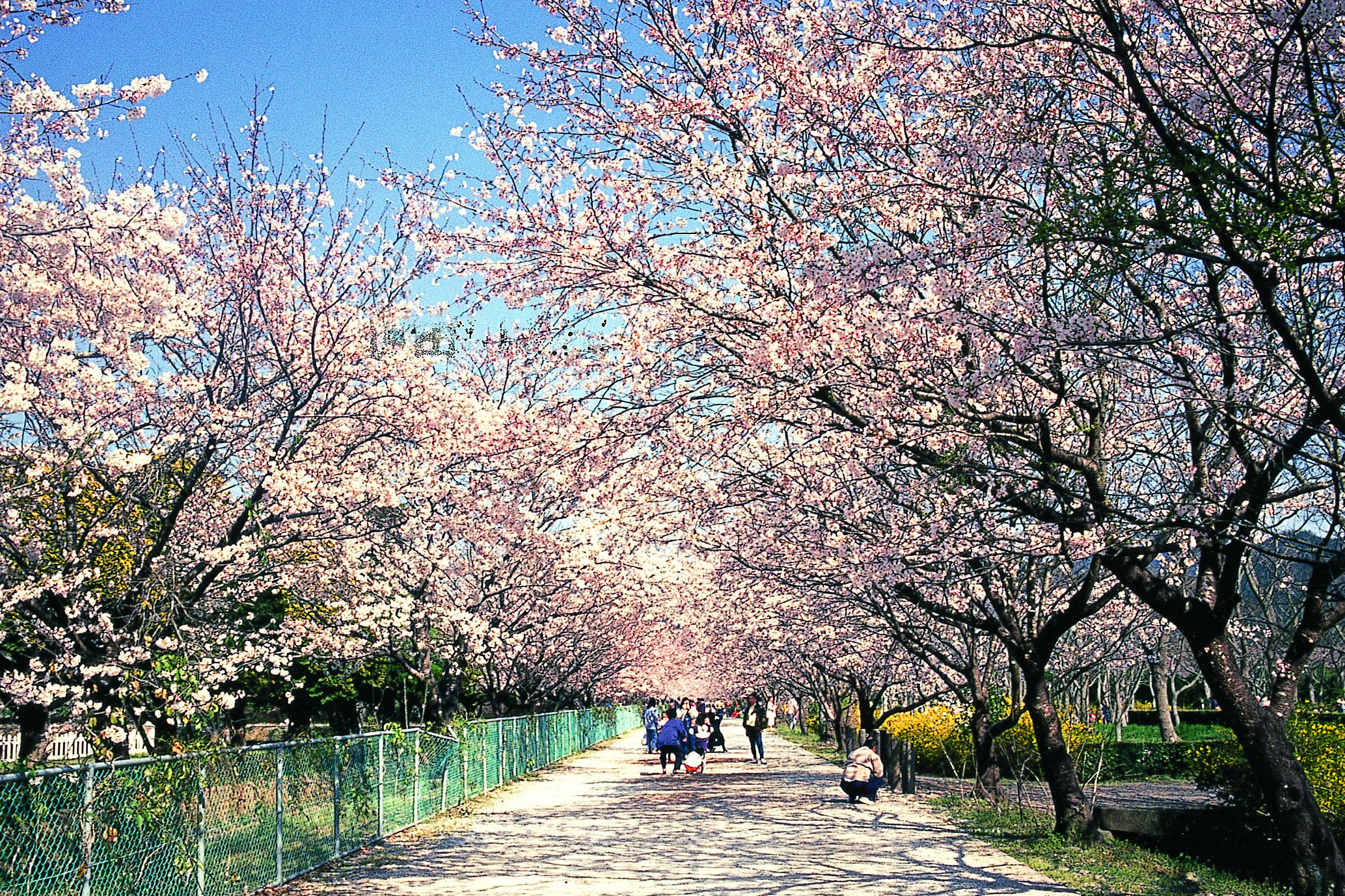 鏡野公園的櫻花隧道長達200公尺。（日本高知縣提供）