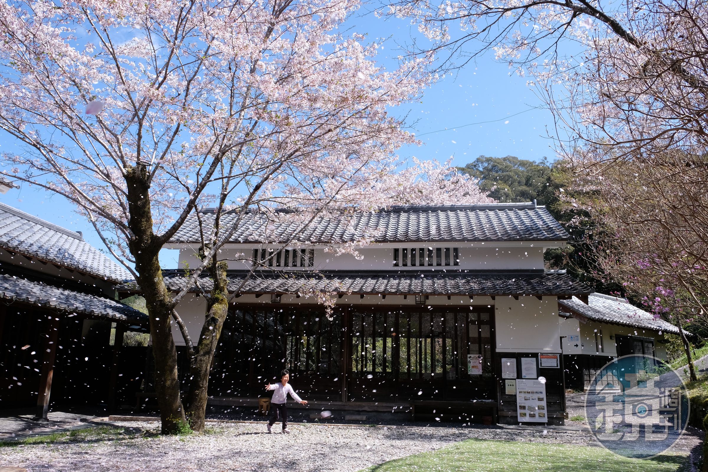 佐川町櫻花開在歷史酒造旁，氛圍幽靜。（日本高知縣提供）