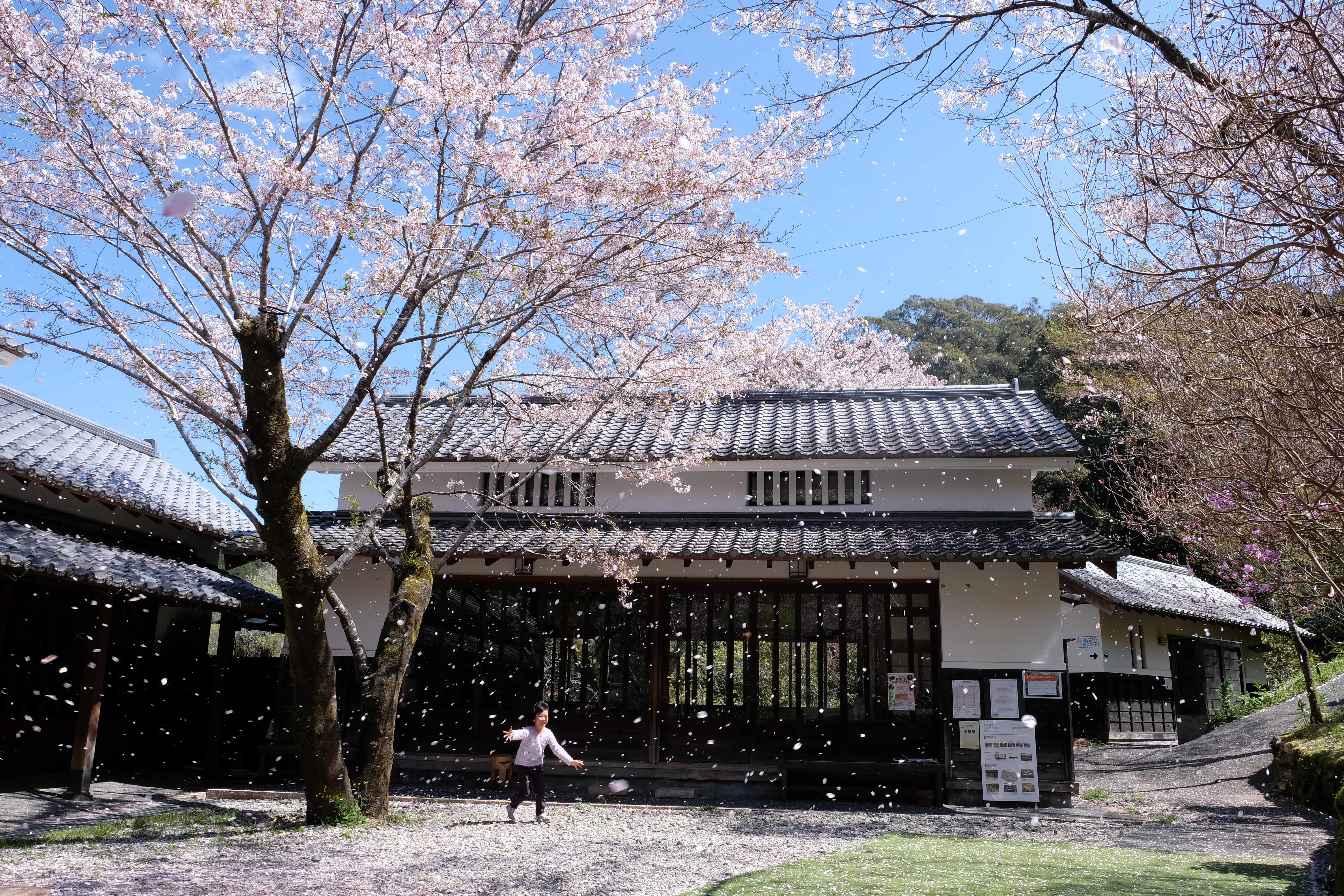 佐川町櫻花開在歷史酒造旁，氛圍幽靜。（日本高知縣提供）