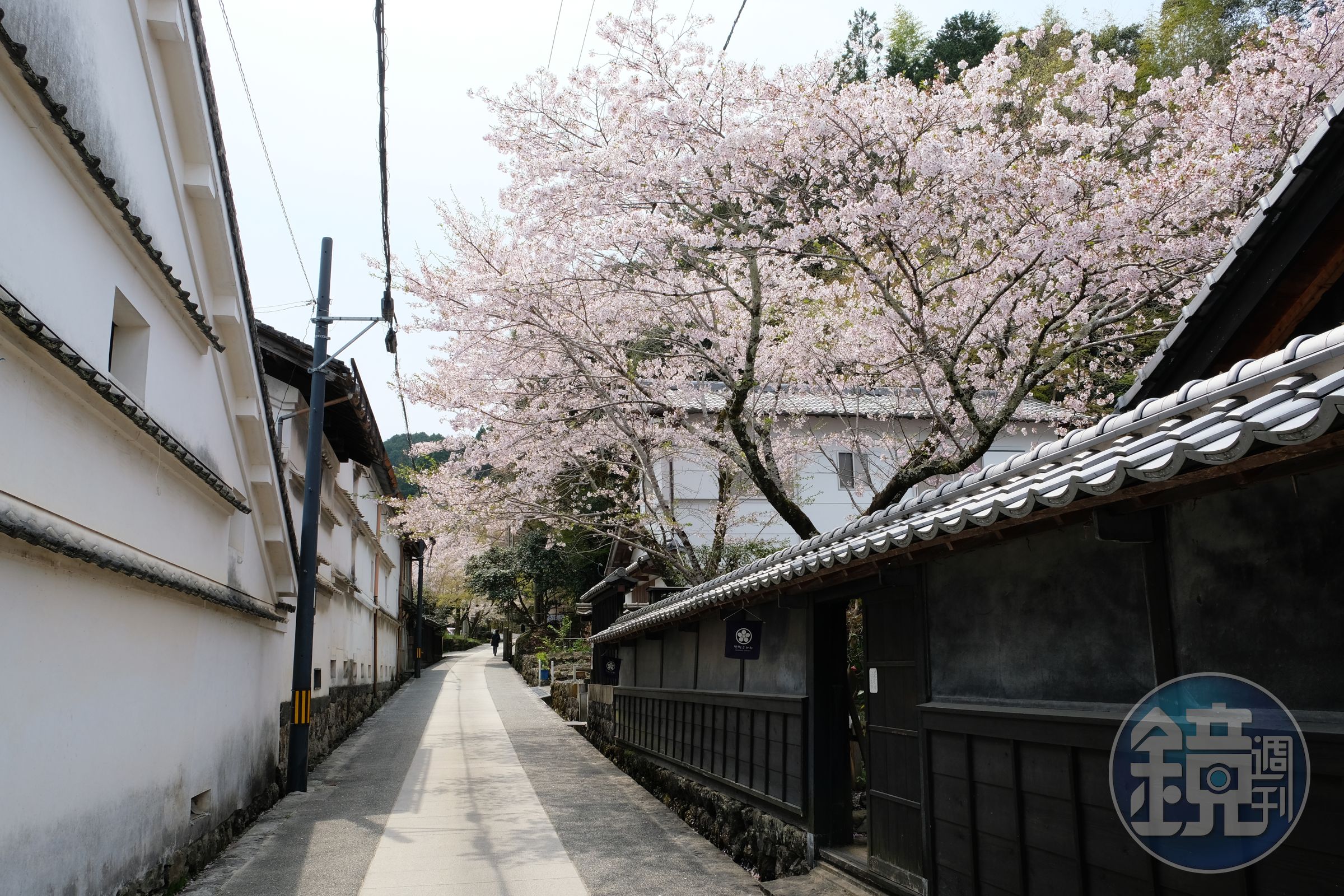 不妨循著巷弄尋找櫻花的蹤影。（日本高知縣提供）