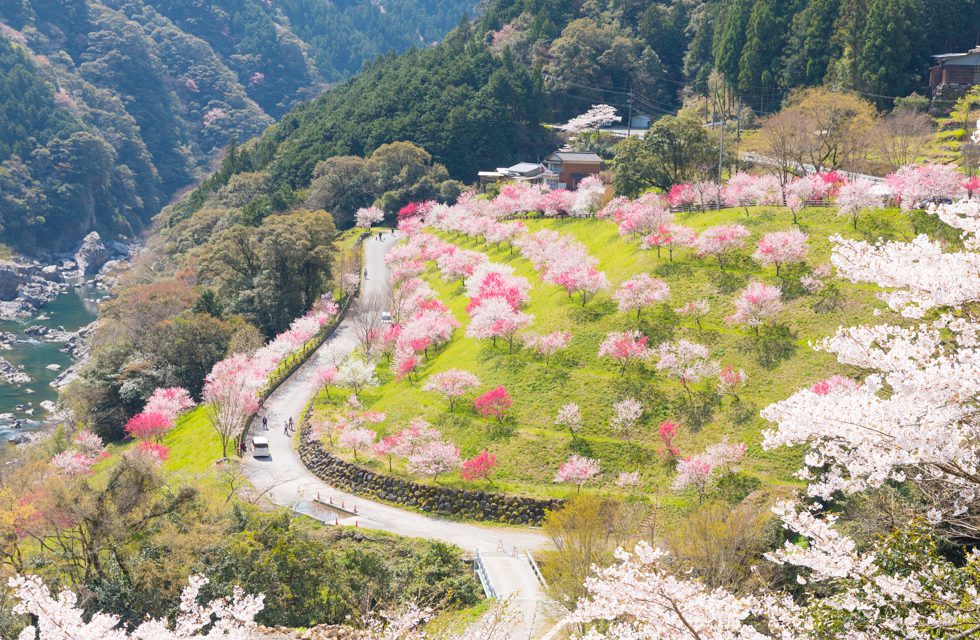 引地橋花公園的花桃祕境也很讓人著迷。（日本高知縣提供）