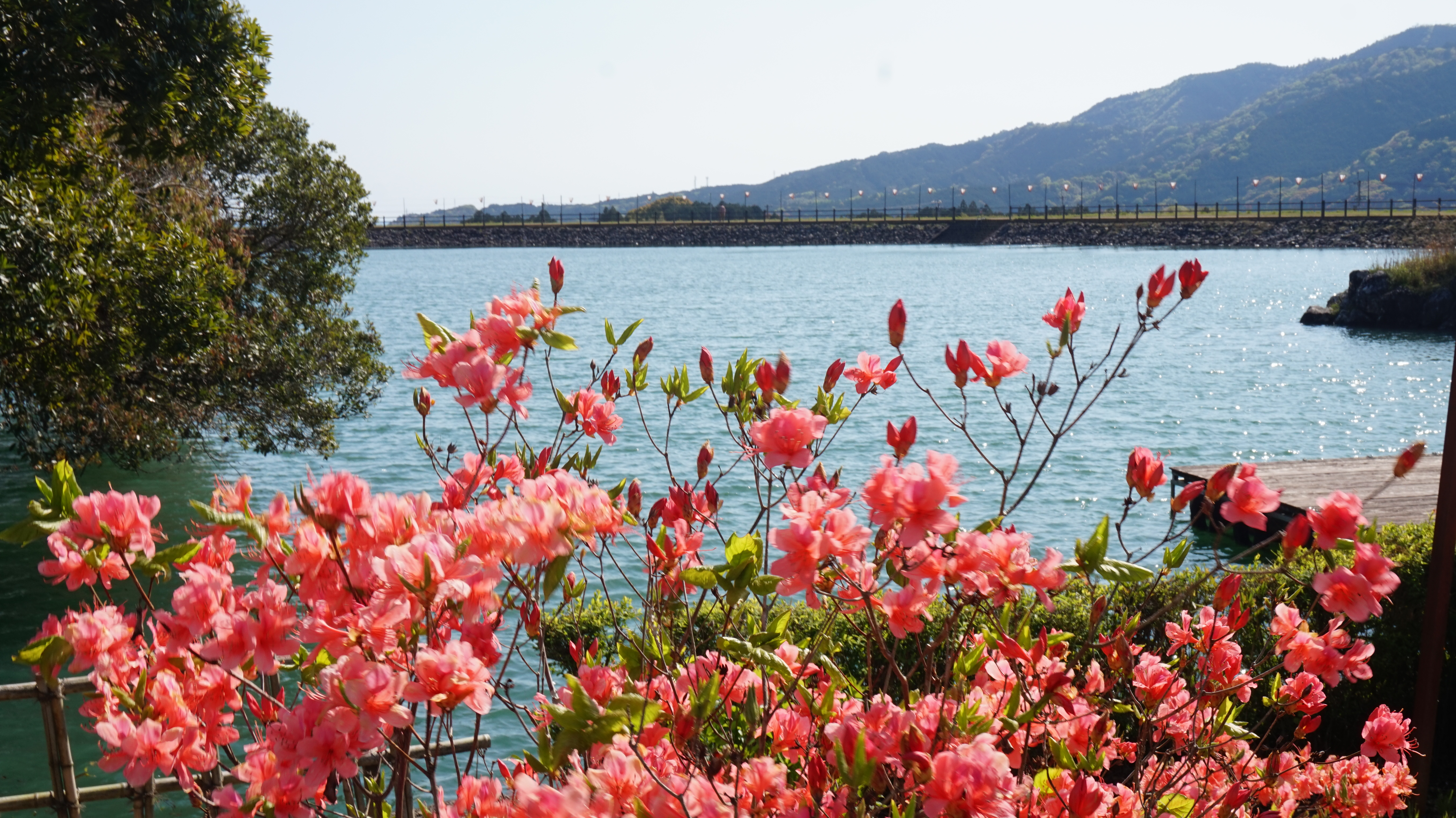 內原野公園的杜鵑花花姿搖曳。（日本高知縣提供）
