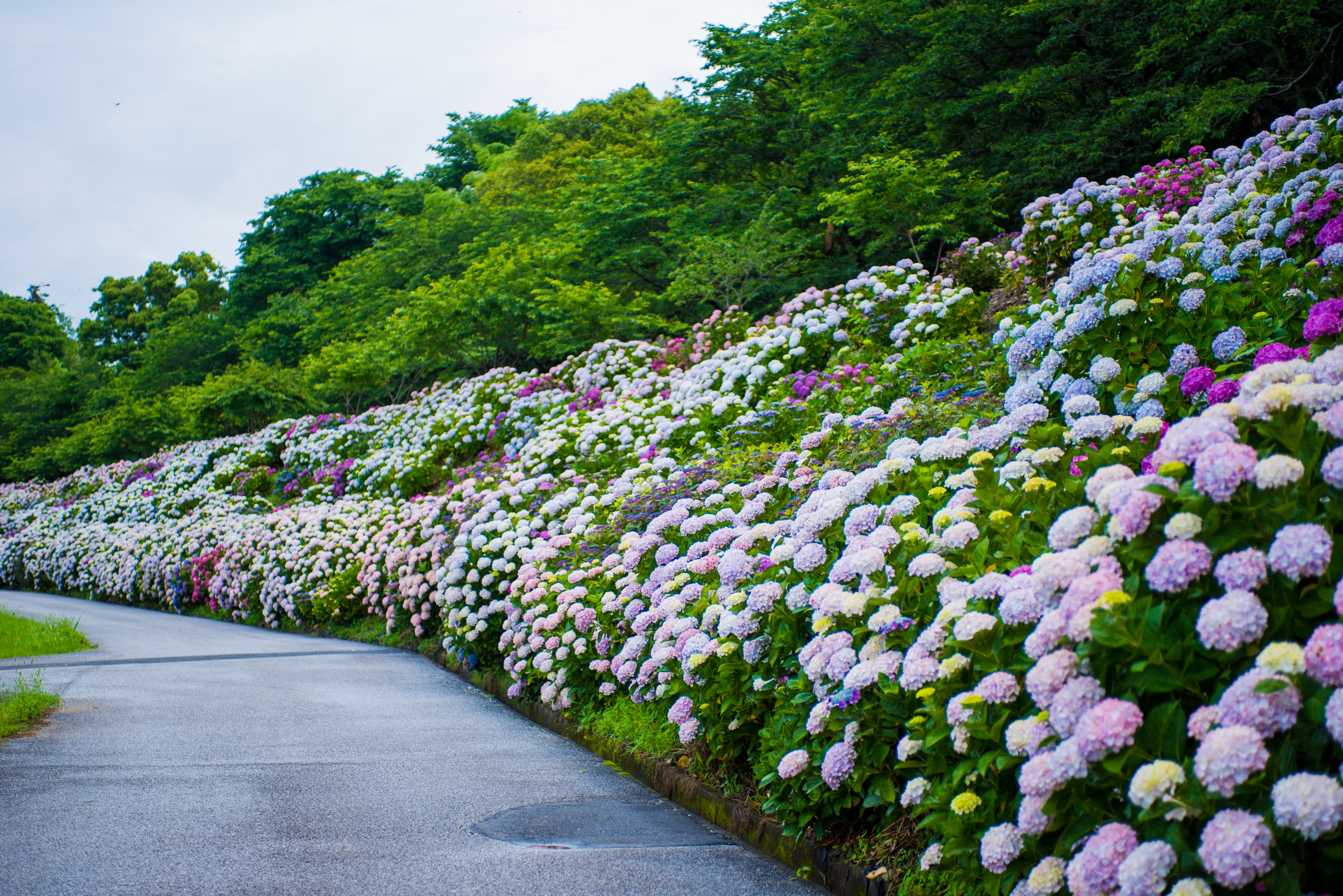 綿延1.2公里的繡球花道。（日本高知縣提供）