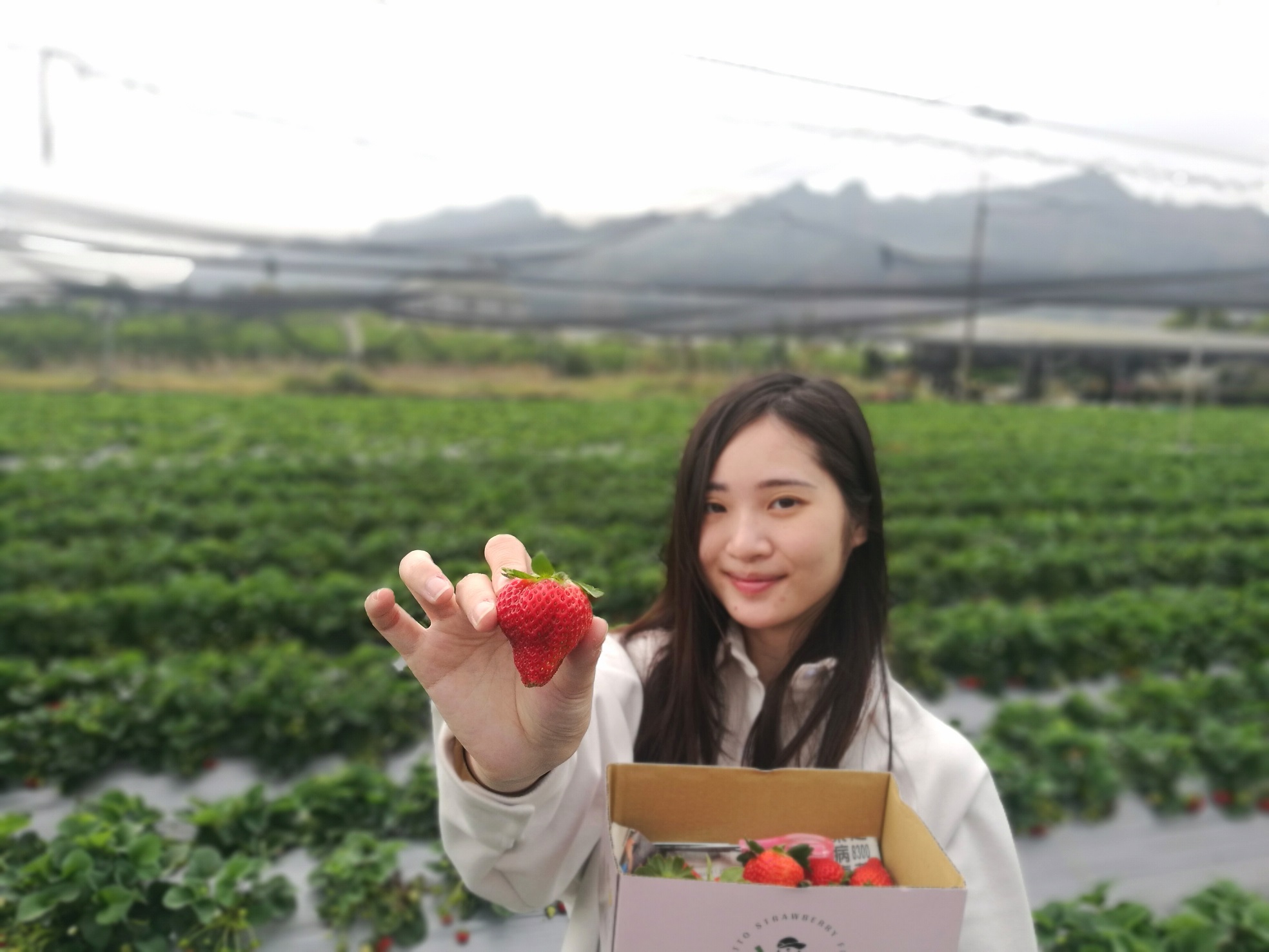 清明節連假前後，不妨來國姓鄉無毒草莓園體驗採果。