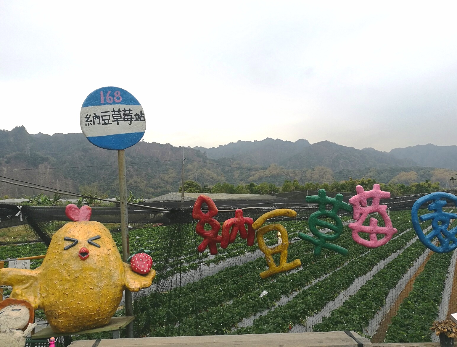 南投國姓鄉有著許多家草莓園，其中「納豆無毒草莓園」充滿童趣的招牌相當吸睛。（林春旭攝）