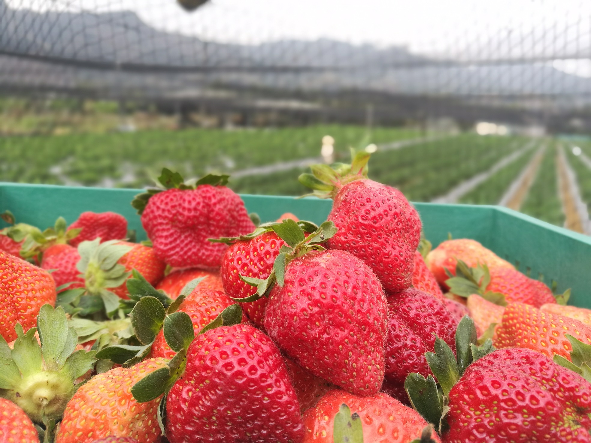 納豆無毒草莓園」開放遊客入園採草莓，目前單一價400元／斤。