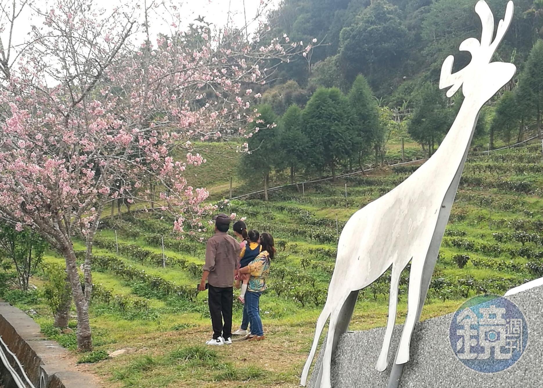 雖然本週末「香茶巷」櫻花已近尾聲，但恬靜小社區依舊迷人。
