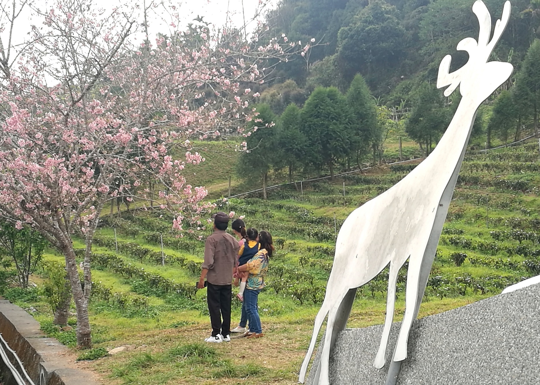 雖然本週末「香茶巷」櫻花已近尾聲，但恬靜小社區依舊迷人。
