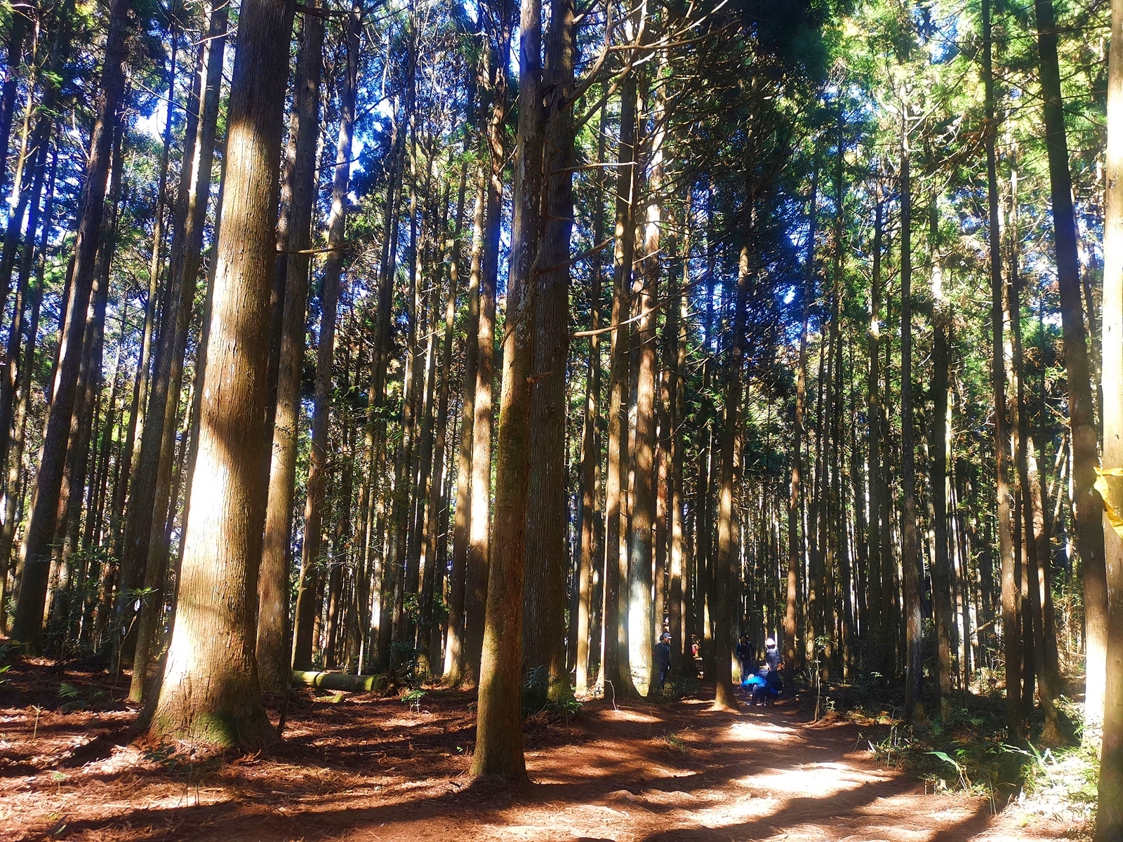 高島縱走最美的路段，是一片平坦的杉木林。