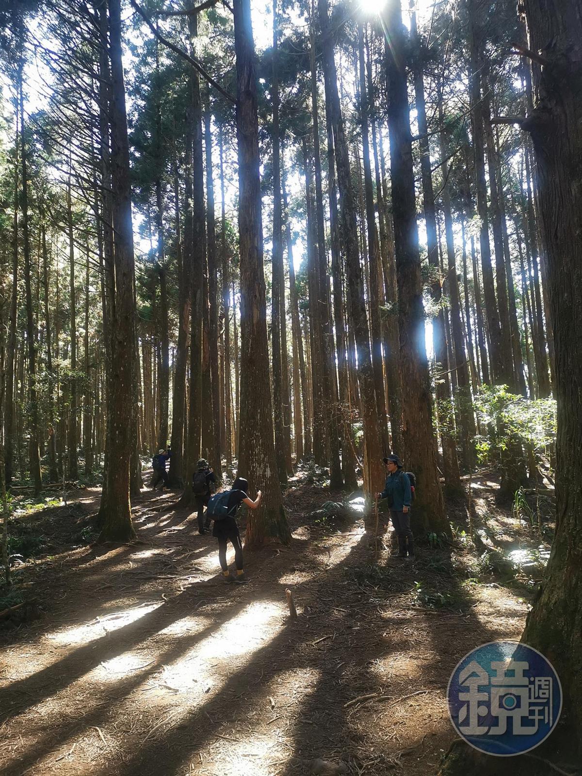 平坦的山木林，也吸引野營客造訪。