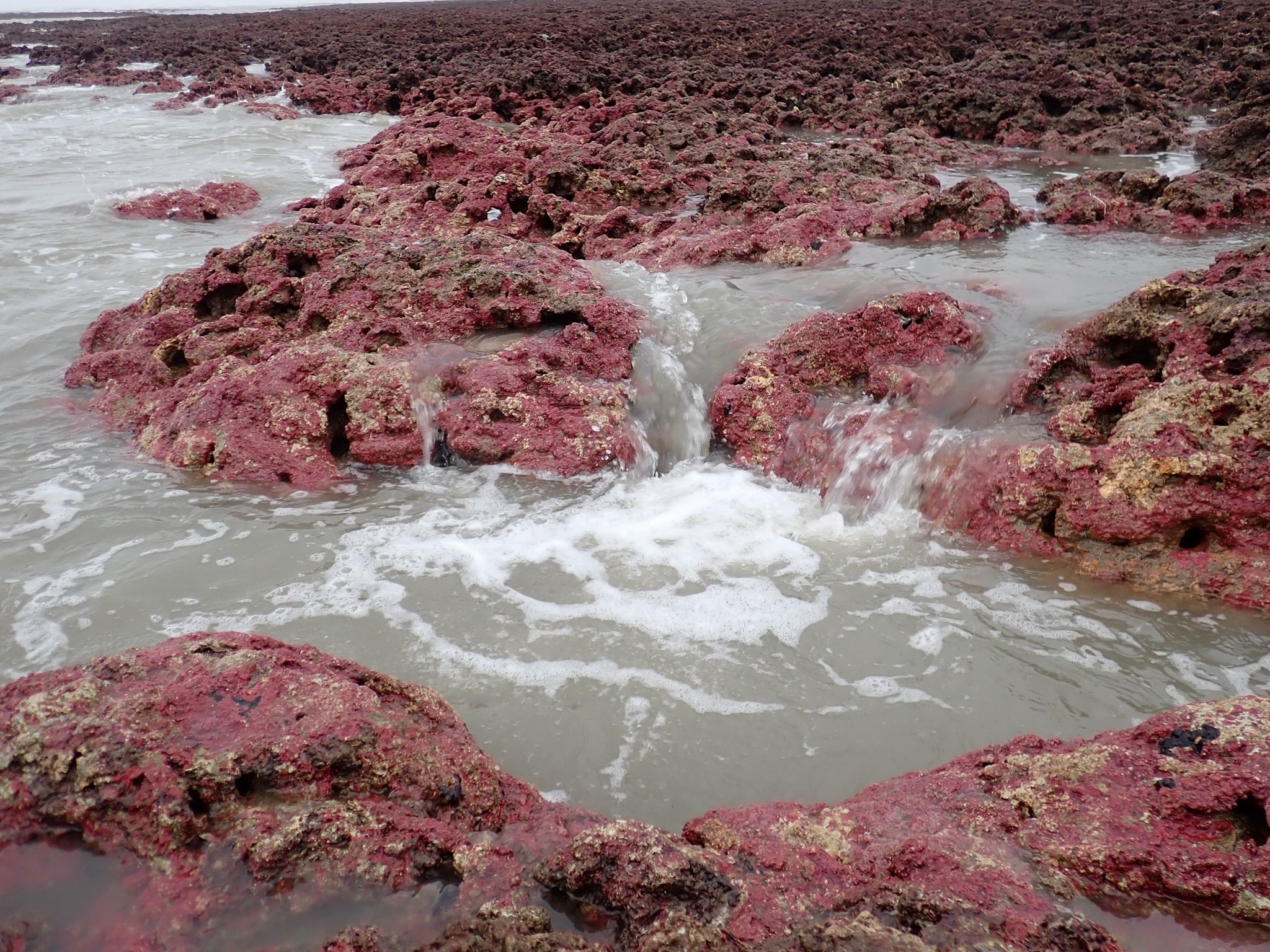 由環保團體發起的「珍愛藻礁公投」連署快突破55萬大關。（翻攝自珍愛桃園藻礁臉書）