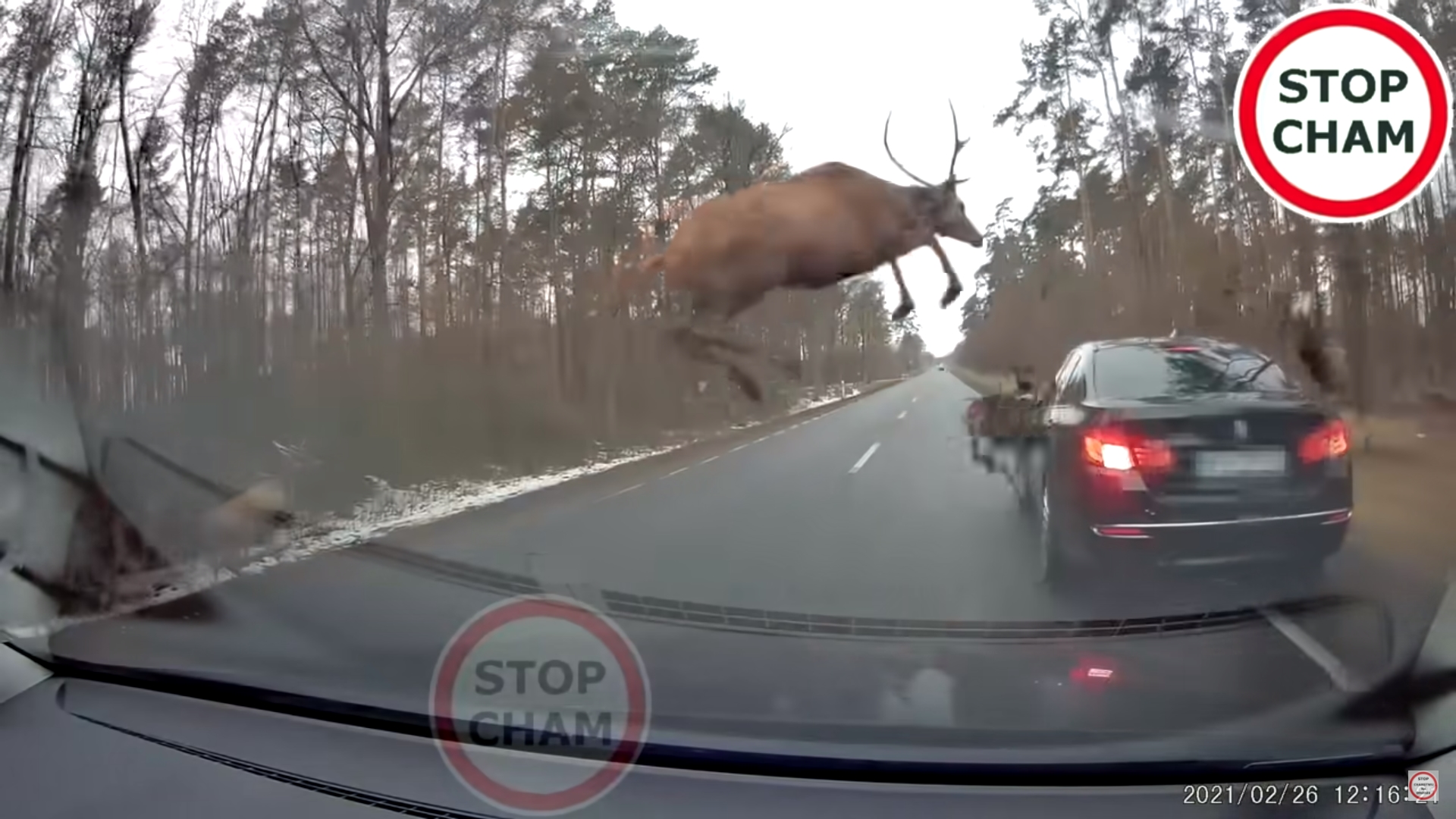 一台車子在行駛中遭受鹿群衝撞。（翻攝自STOP CHAM）