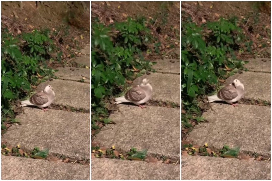 一隻鴿子停在地面上不斷搖頭，短短15秒就搖超過100下。（翻攝臉書木柵社團）