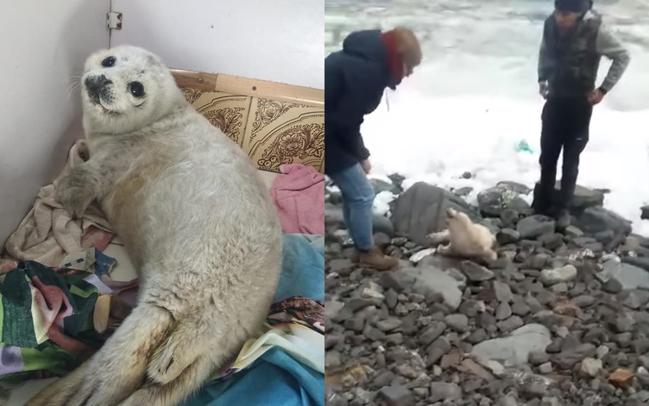 小海豹「奈莉」因被人類圍觀，壓力過大最終死亡。（翻攝自Реабилитационный центр "Тюлень"臉書）