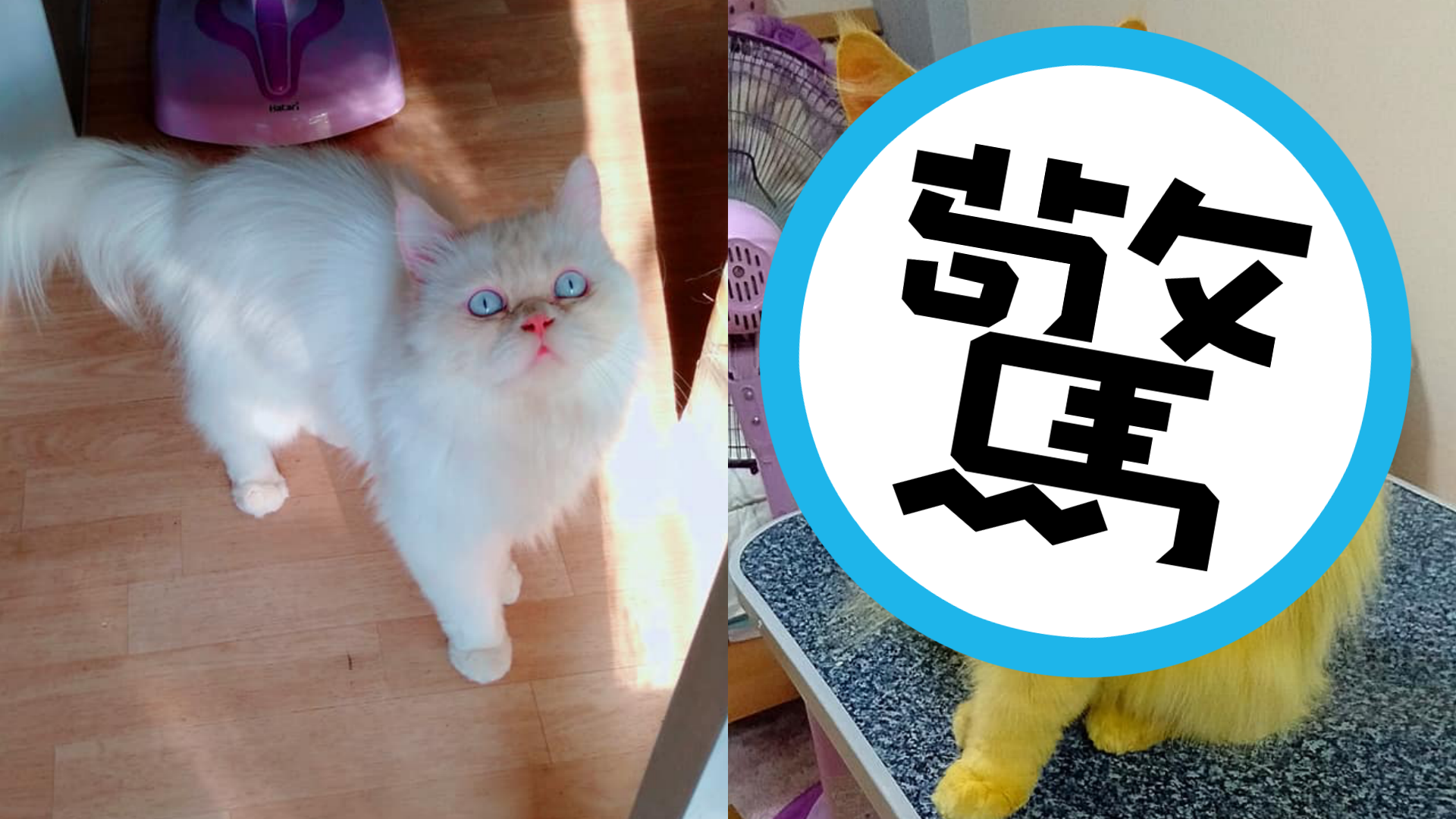 原本潔白的貓到底會變成什麼樣子呢？（翻攝บิ๊กบอส ชานนท์臉書）