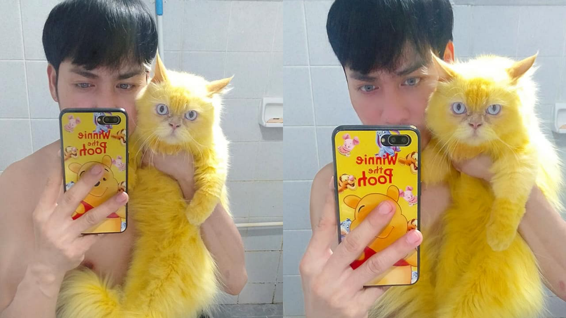 飼主PO出與Kapuang合照,鮮黃的毛色有另類的萌感。(翻攝บิ๊กบอส ชานนท์臉書)