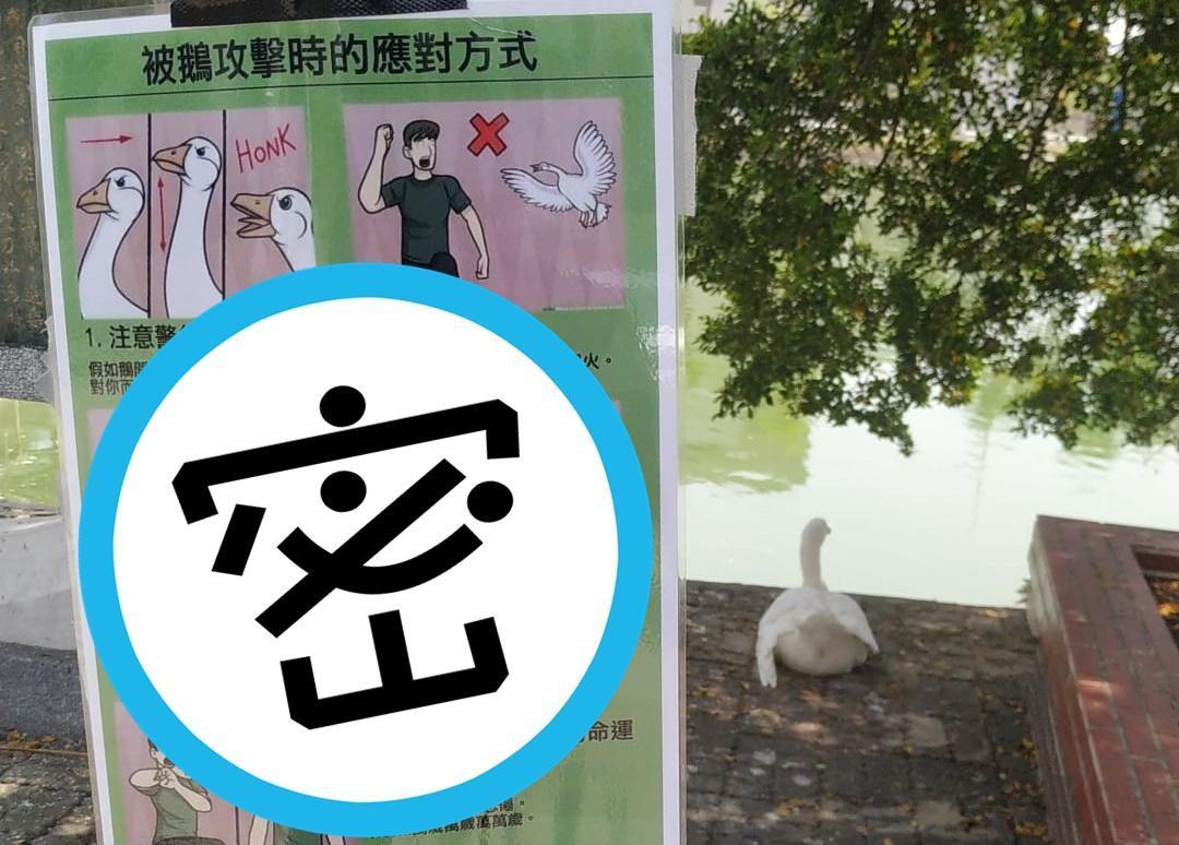 有網友在崑山科大內湖邊發現，有人張貼「被鵝攻擊時的應對方式」告示牌。（翻攝自路上觀察學院臉書社團）
