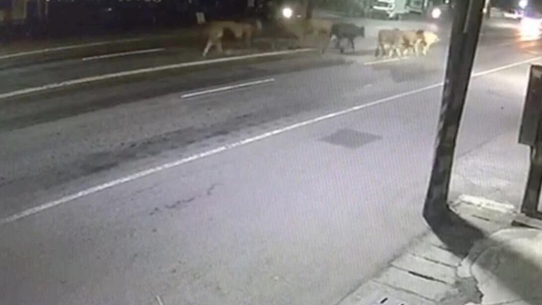 高雄燕巢路上驚見牛群逛大街，場面驚險。（翻攝畫面）