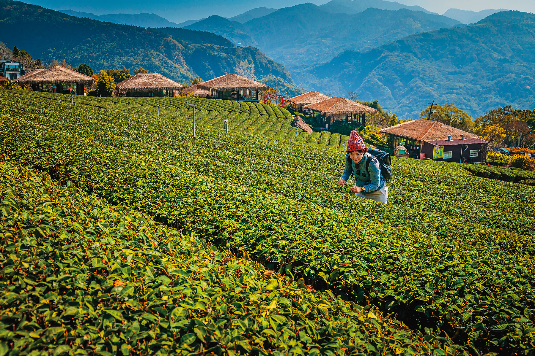 「優遊吧斯」莊園四周被滿山遍野的茶園圍繞。