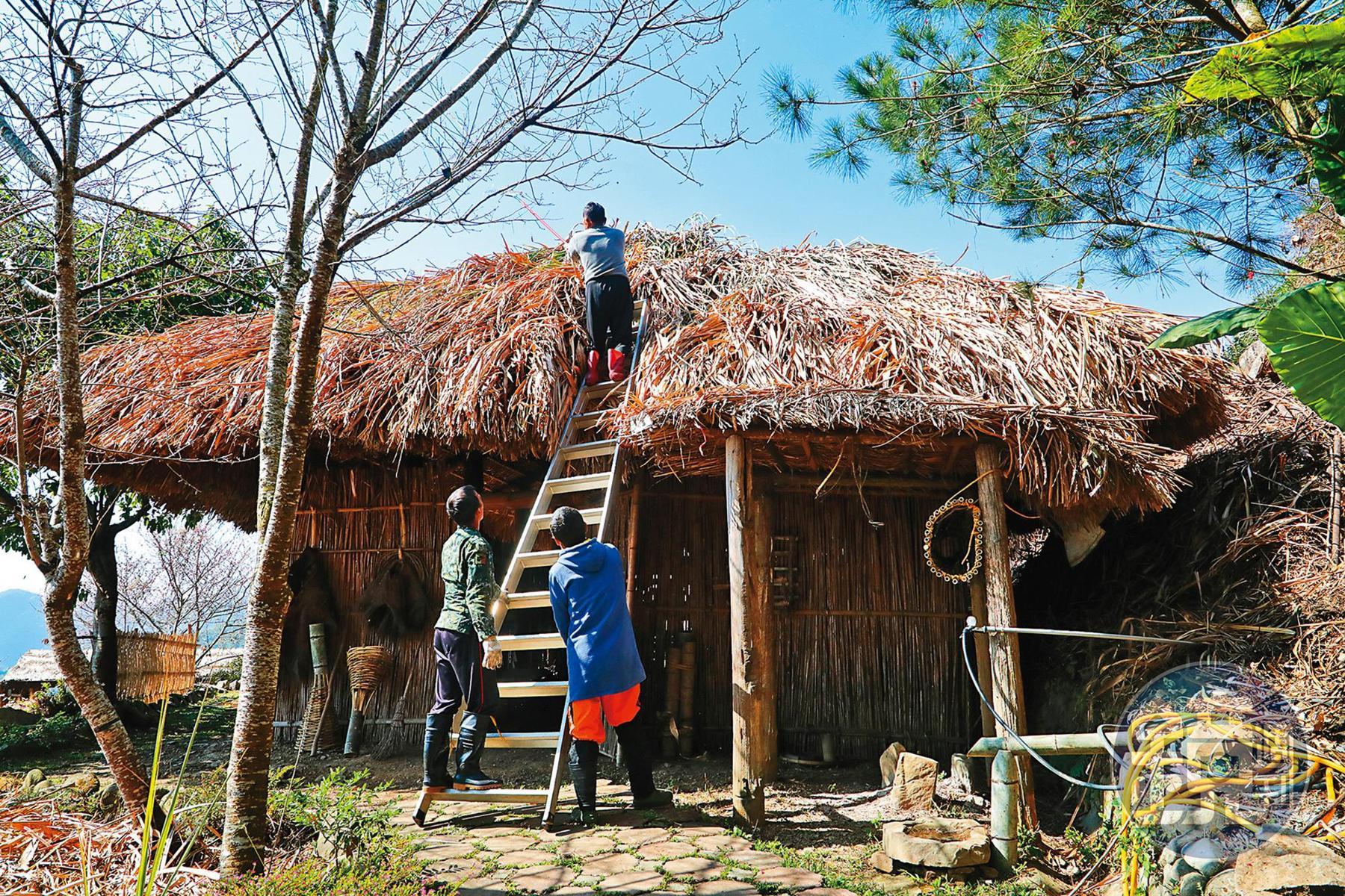 園內滿是鄒族傳統茅草屋，這一棟正在進行屋頂工事。