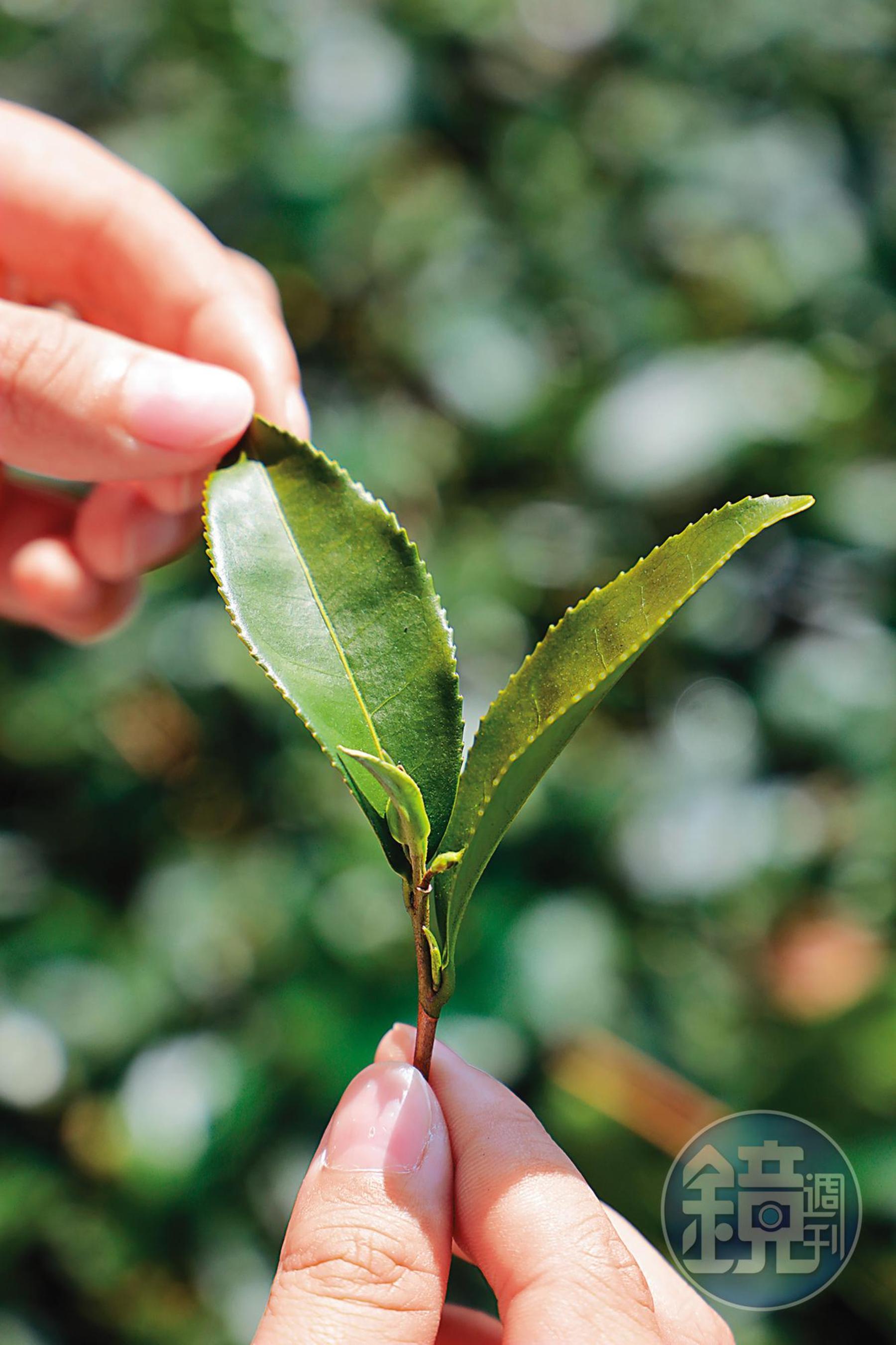 優遊吧斯主要種植烏龍茶與金萱茶。