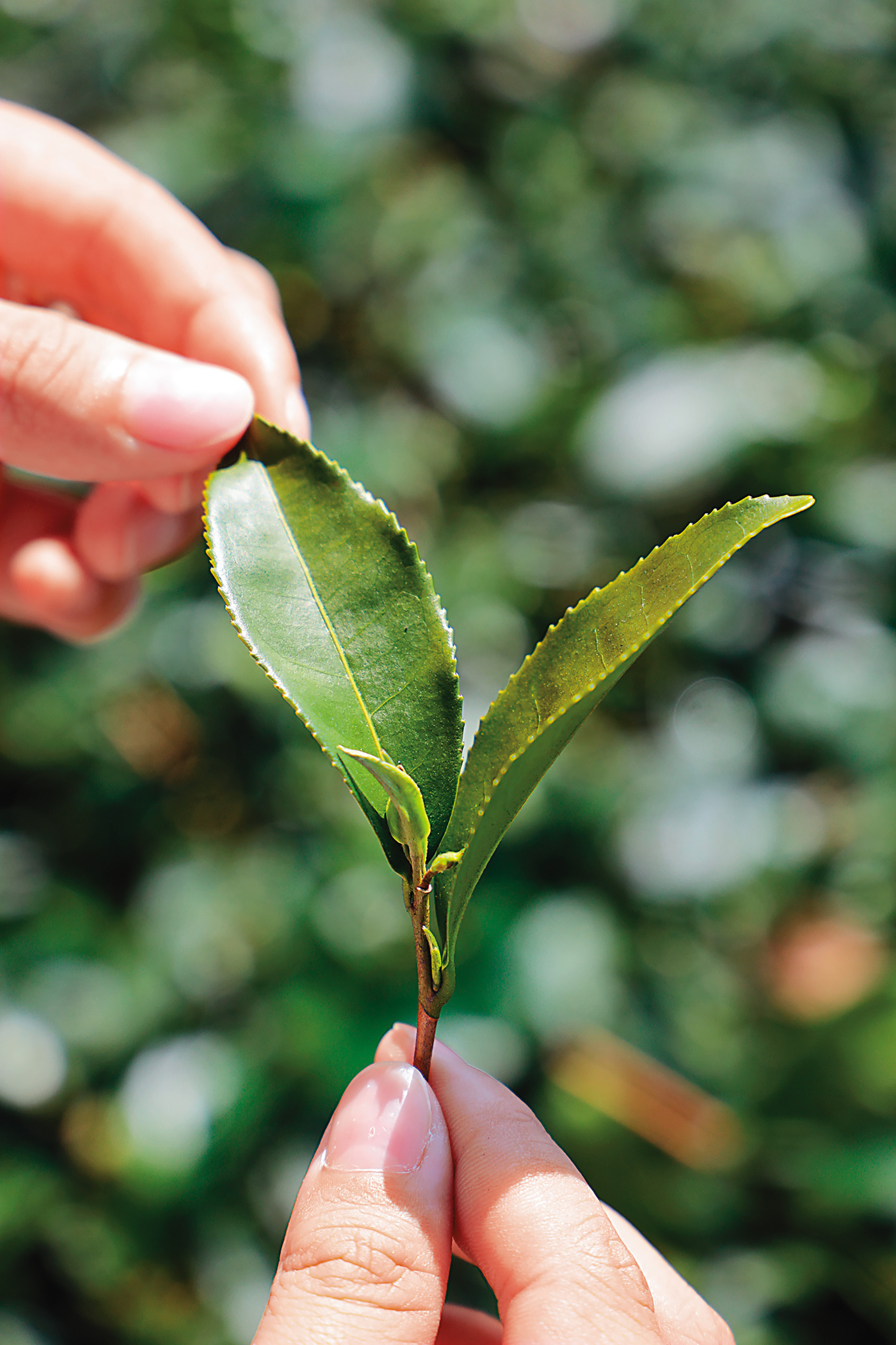 優遊吧斯主要種植烏龍茶與金萱茶。