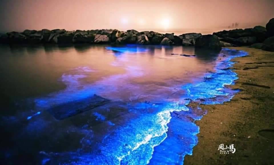 藍眼淚彷彿電影《阿凡達》的奇幻場景，被美國CNN列為「世界15大自然奇景」。（臉書「馬祖有個周小馬 追淚人」提供）