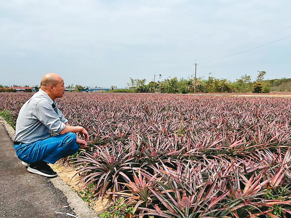 韓國瑜近日重回高雄,10日推出挺鳳梨農的影片,外界解讀韓仍未放棄參選之路。(翻攝韓國瑜臉書)