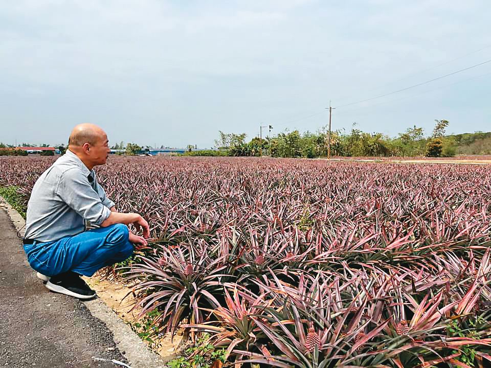 韓國瑜近日重回高雄，10日推出挺鳳梨農的影片，外界解讀韓仍未放棄從政之路。（翻攝韓國瑜臉書）