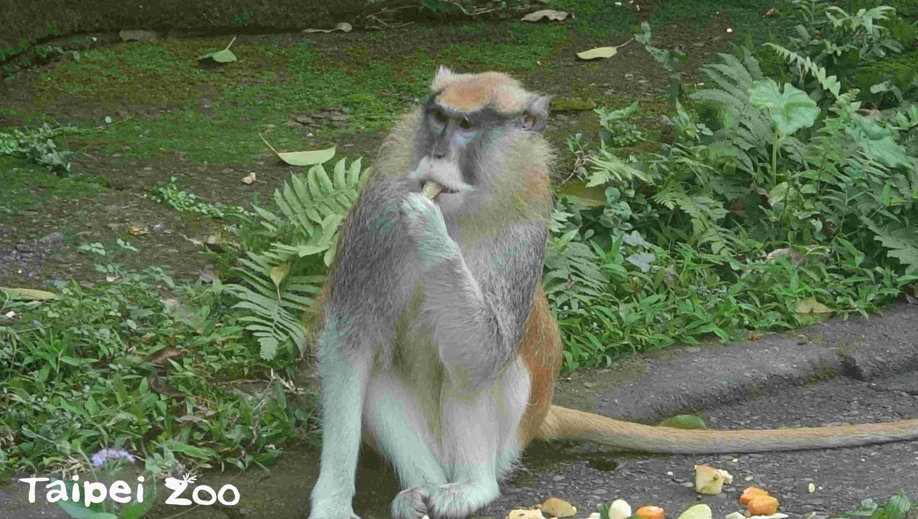 紅猴「男道」趁隙脫逃至山中,台北市立動物園呼籲民眾若看到其蹤跡,立即通報園方。(翻攝自台北市立動物園臉書)
