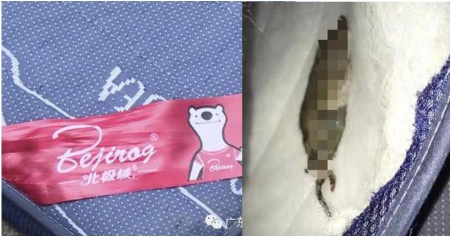 黃女購買的新床墊，裡面藏了一隻死老鼠。（翻攝自《看看新聞》）