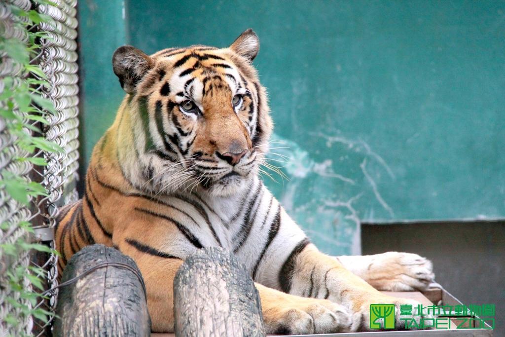 台北市立動物園曾有老虎跑出欄舍。(翻攝自台北市立動物園官網)