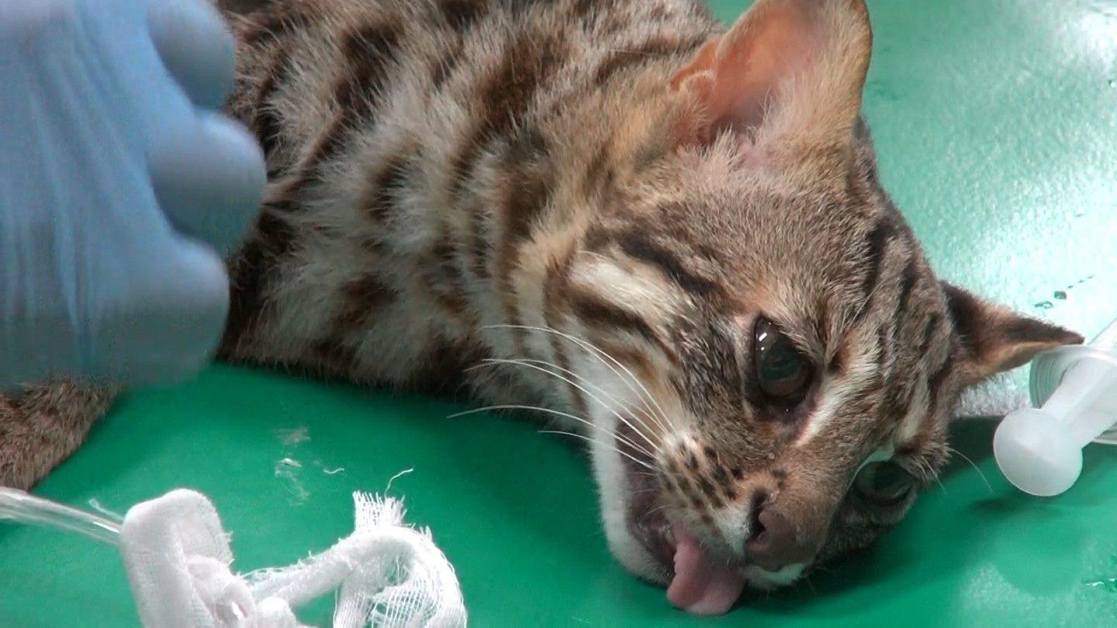石虎脫逃後順利尋回。(翻攝自台北市立動物園官網)