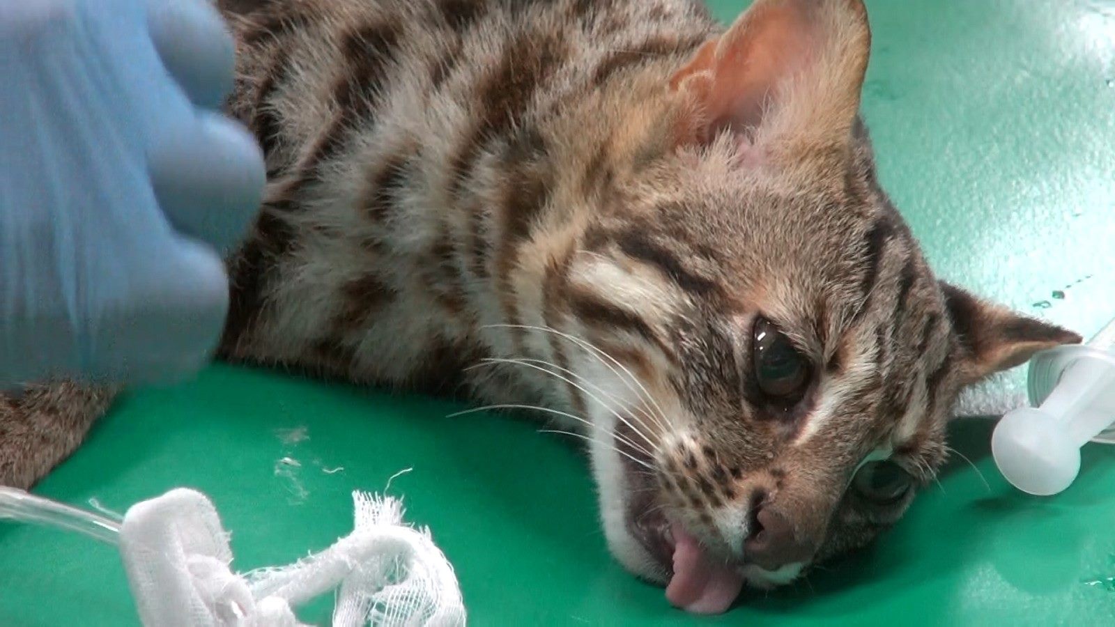 石虎脫逃後順利尋回。（翻攝自台北市立動物園官網）