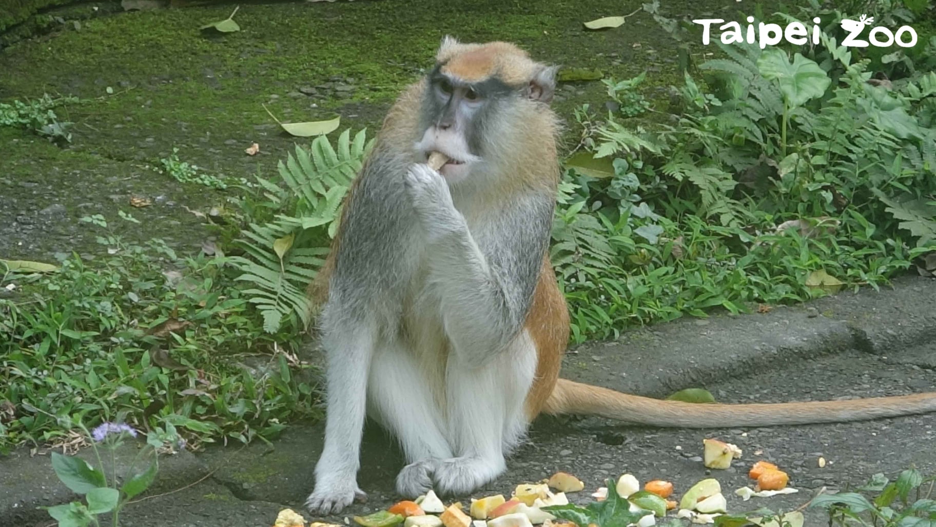 紅猴「男道」趁著保育員打開門時逃跑。（翻攝自台北市立動物園官網）