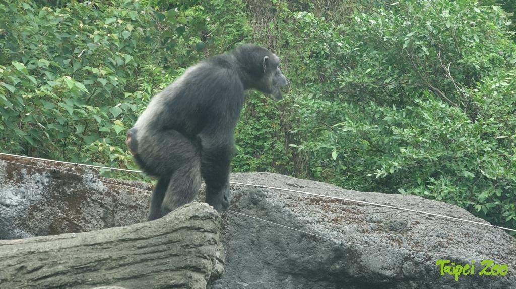 莎莉脫逃後又自行跑回展區。(翻攝自台北市立動物園官網)