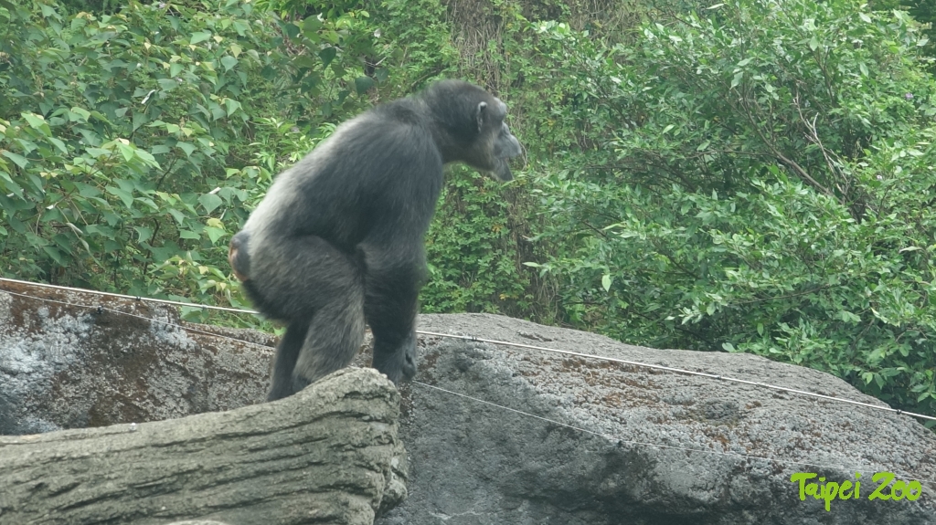 莎莉脫逃後又自行跑回展區。（翻攝自台北市立動物園官網）
