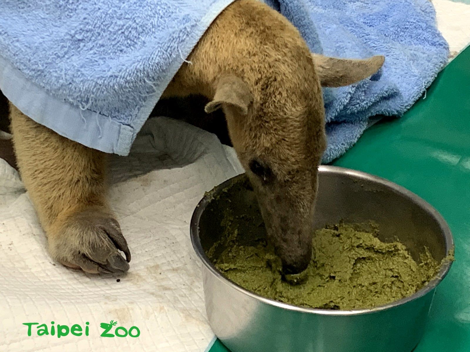 小食蟻獸逃家3個多月被尋獲。（翻攝自台北市立動物園官網）