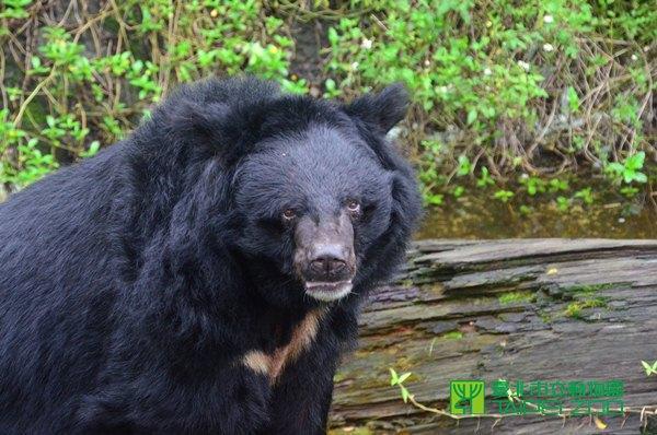 台灣黑熊「小熊」因驚嚇弄傷保育員。(翻攝自台北市立動物園官網)