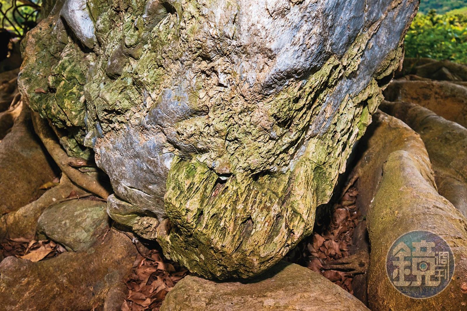 位在樹屋下方的木化石十分少見，現正請學者認證中。