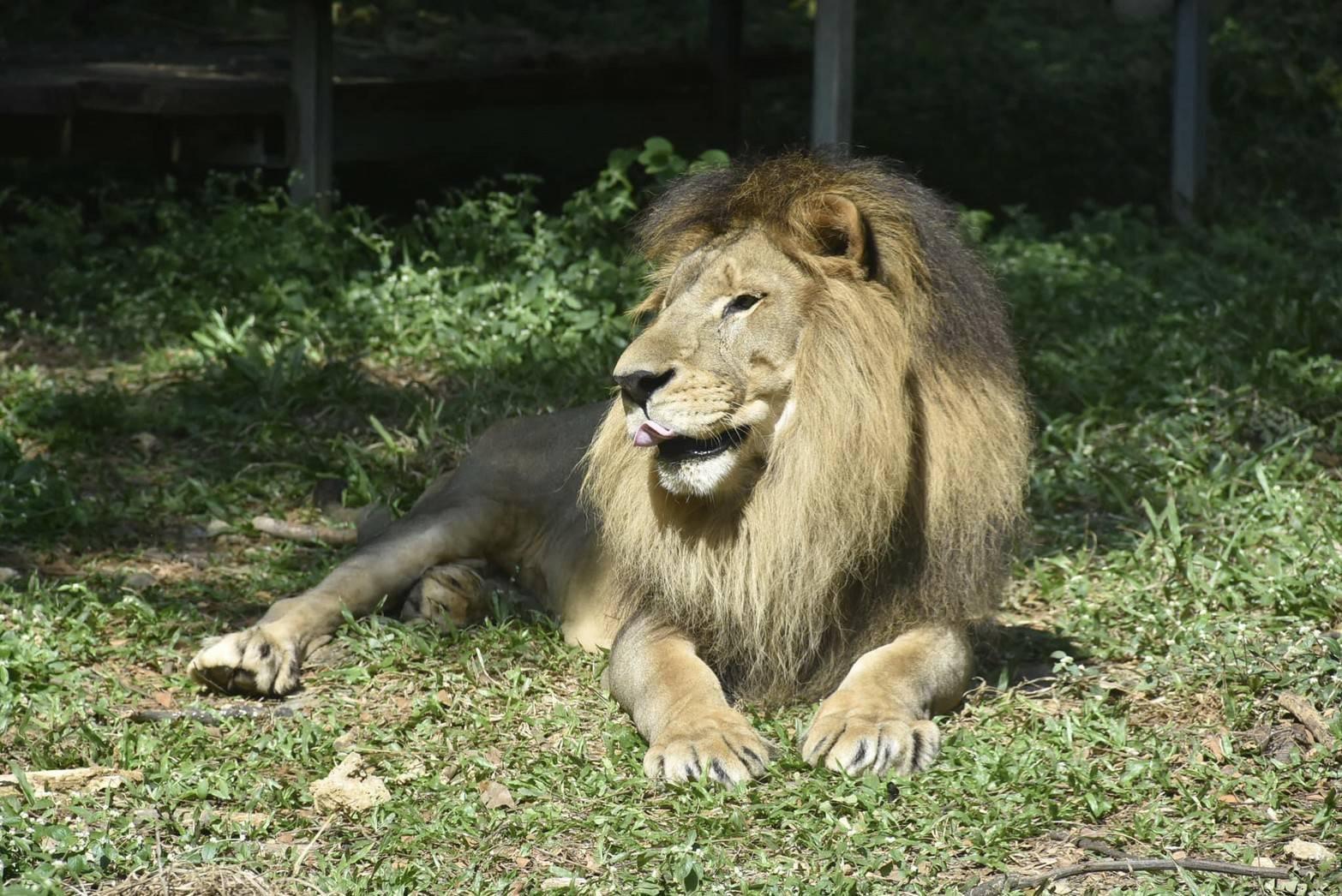 小巴12日因腎臟病去世。(壽山動物園提供)