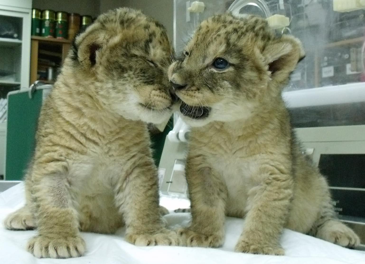 園方指出,小巴(右)與雙胞胎哥哥(左)都有腎臟病。(壽山動物園提供)