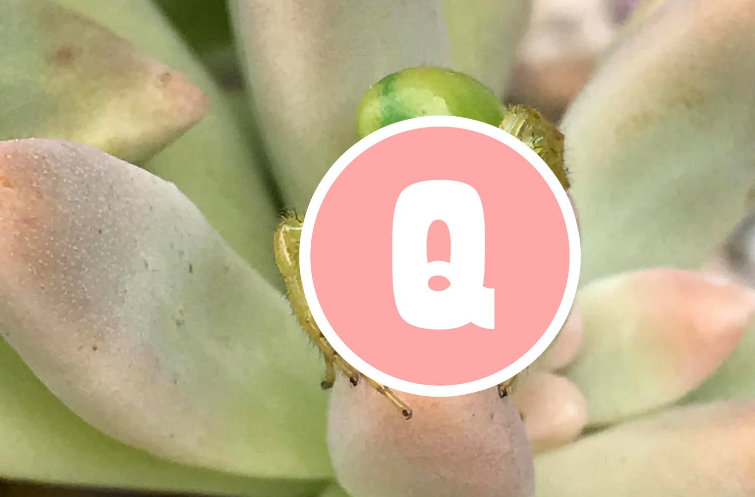 網友在臉書貼出蜘蛛照，可愛外型引起關注。（翻攝自Amateur Entomology Australia臉書）