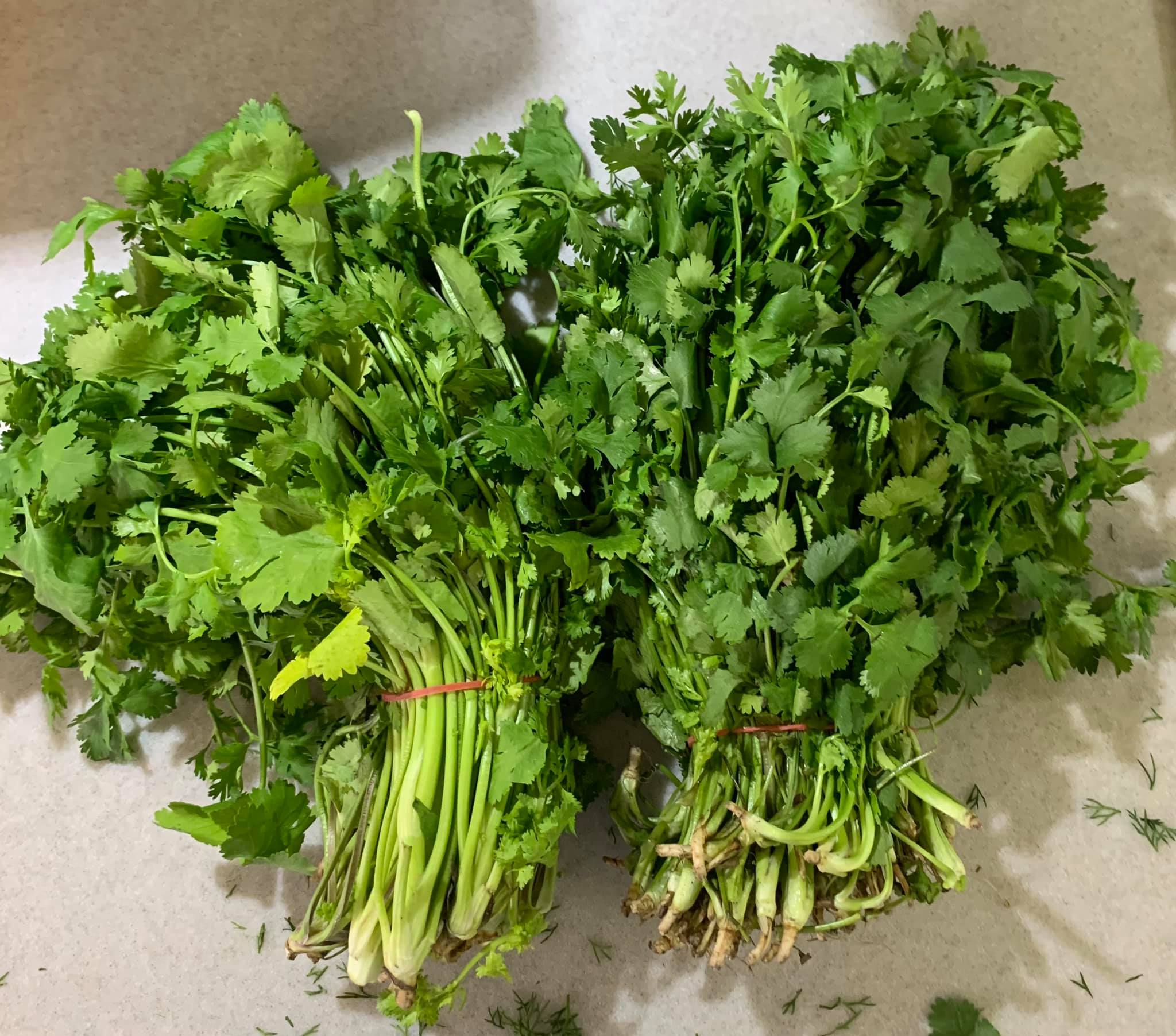 備妥兩大把香菜。