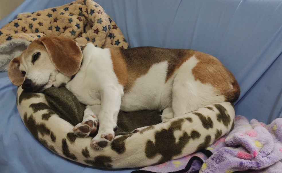 Mini退休以後，每天可以睡到自然醒。（翻攝自動植物防疫檢疫局-防疫小尖兵臉書）