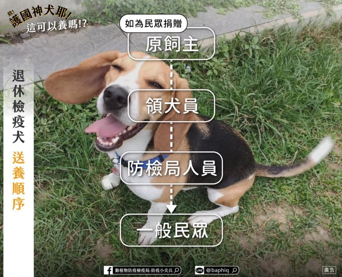 行政院農業委員會動植物防疫檢疫局介紹退休檢疫犬的送養、申請認養及後續照護等程序。(翻攝自動植物防疫檢疫局-防疫小尖兵臉書)