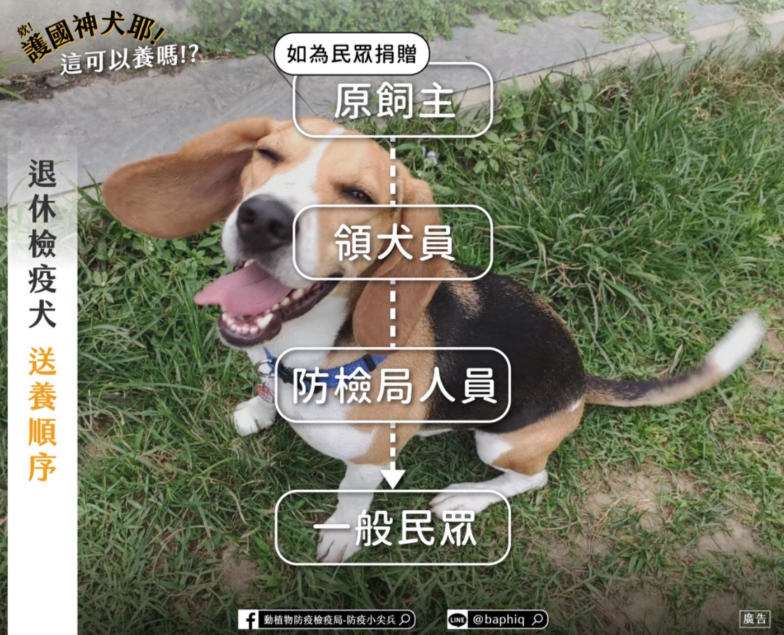 行政院農業委員會動植物防疫檢疫局介紹退休檢疫犬的送養、申請認養及後續照護等程序。(翻攝自動植物防疫檢疫局-防疫小尖兵臉書)