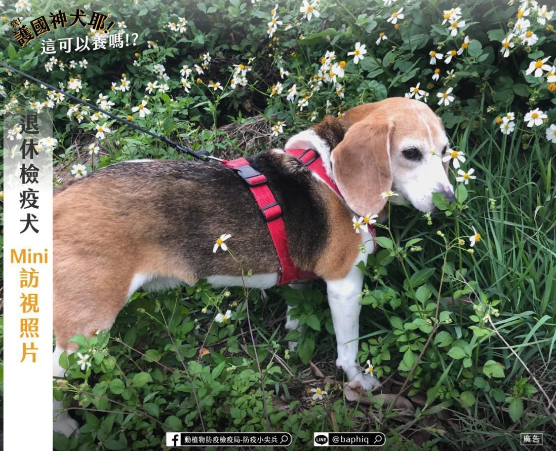 Mini退休以後,依然不改其風格,做事不拖泥帶水。(翻攝自動植物防疫檢疫局-防疫小尖兵臉書)