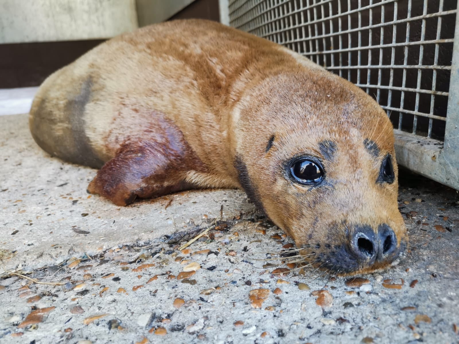 小海豹佛萊迪經常在倫敦泰晤士河畔曬太陽，可愛模樣使他享有高人氣。（翻攝自臉書British Divers Marine Life Rescue）