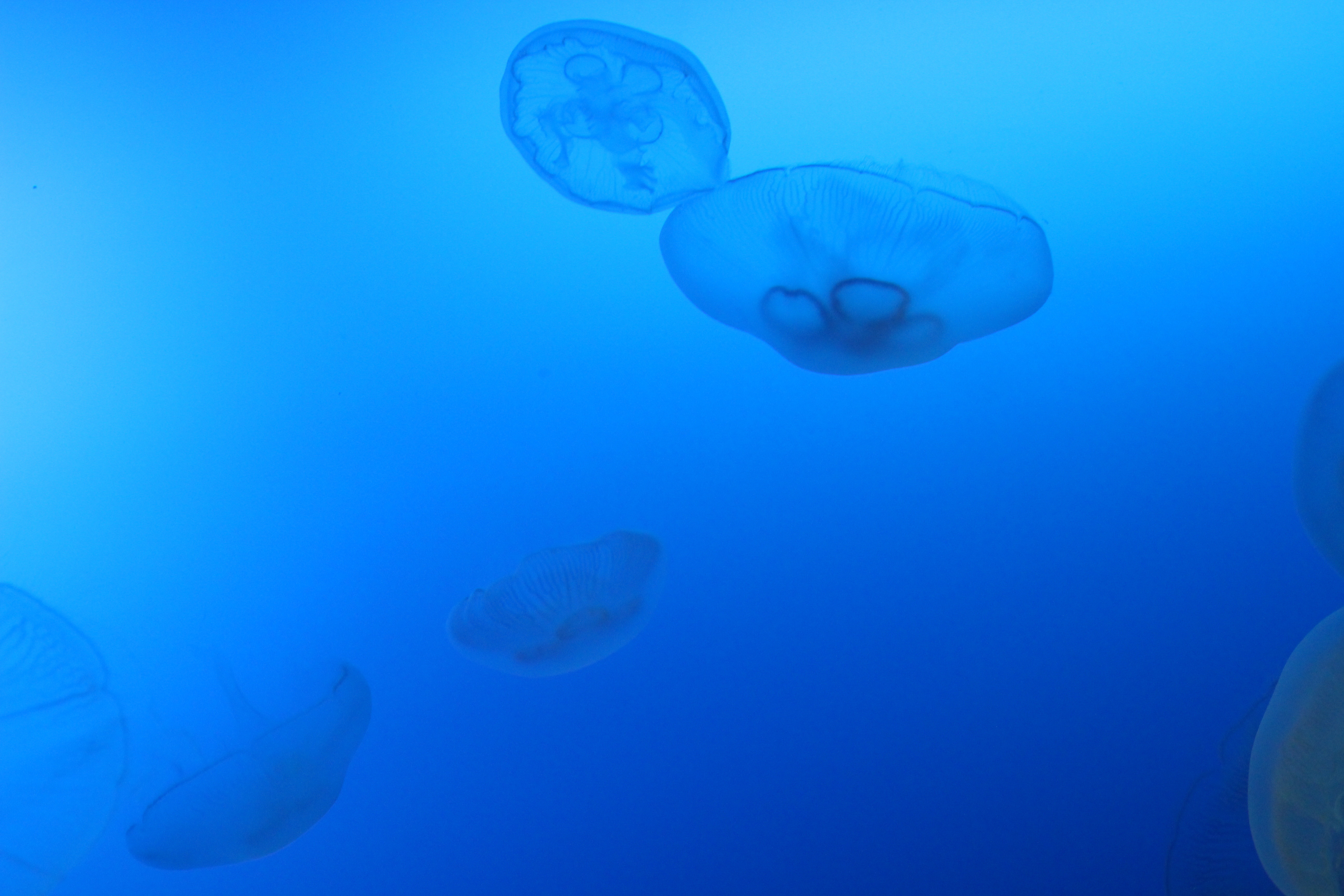 【詩】近未來海產：東方亞特蘭提斯　煮雪的人